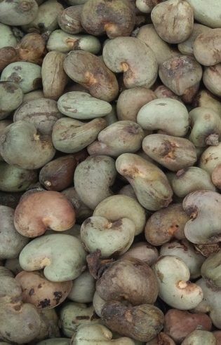 Hạt điều thô Đông Phi
